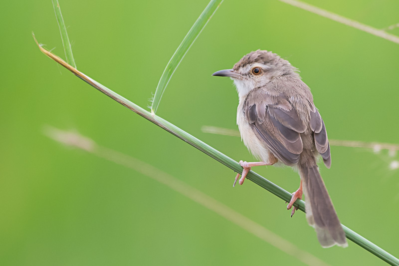 Witteugelprinia